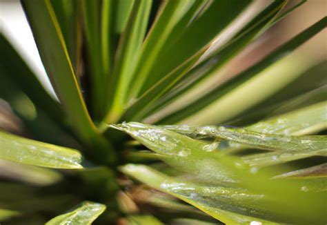 yucca plants watering schedule